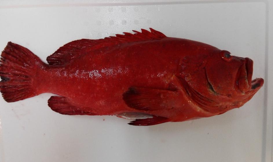 Grouper czerwony, Red grouper, Epinephelus Morio, ryby, ryby egzotyczne 
